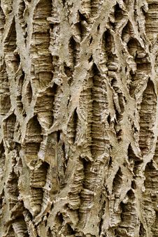 Free Bark Stock Photos - 23186353