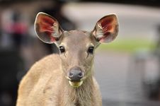Sambar Deer In Khao Yai National Park Stock Photo Sambar Deer In Khao Yai National Park Stock Photo