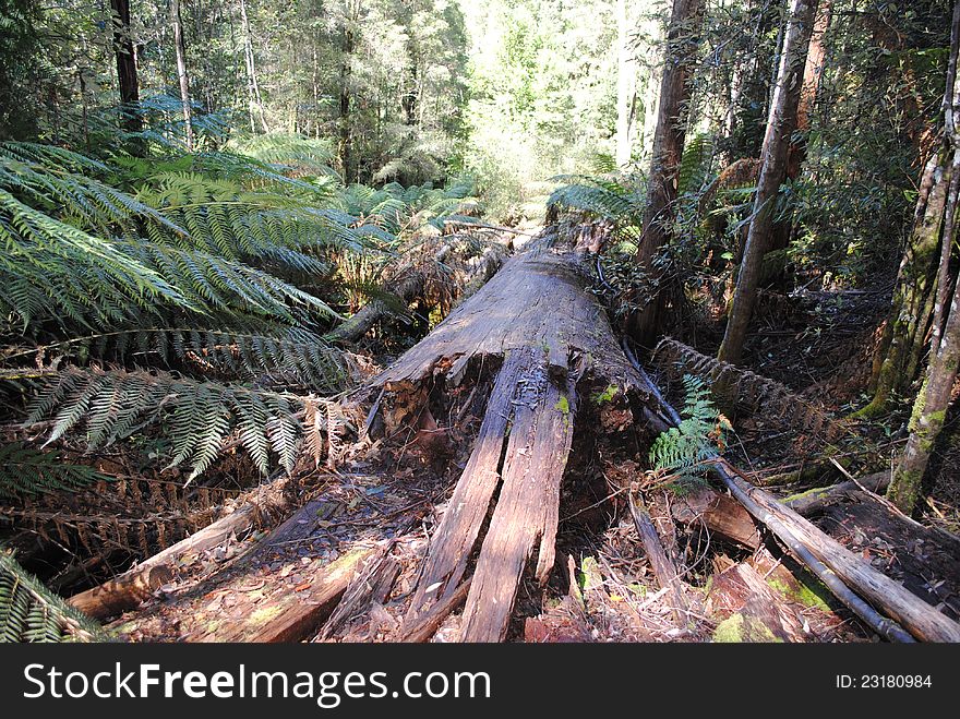 This giant cleared a gap in the forest where it fell, but mother nature is slowly devouring it. This giant cleared a gap in the forest where it fell, but mother nature is slowly devouring it.