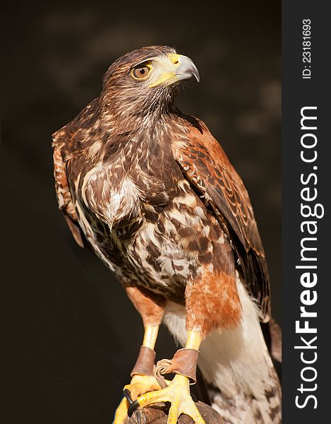 A south american Falcon (Buteo ) for falconry. A south american Falcon (Buteo ) for falconry