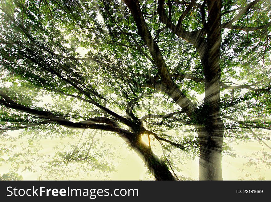 Sunrays Break Through Tree Branches
