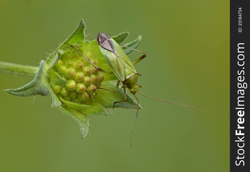 Grass bug on a Field Scabious