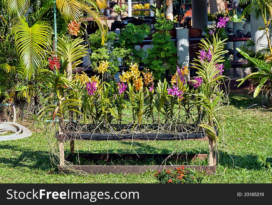 Tropical gardens, orchid seedlings grown in pots