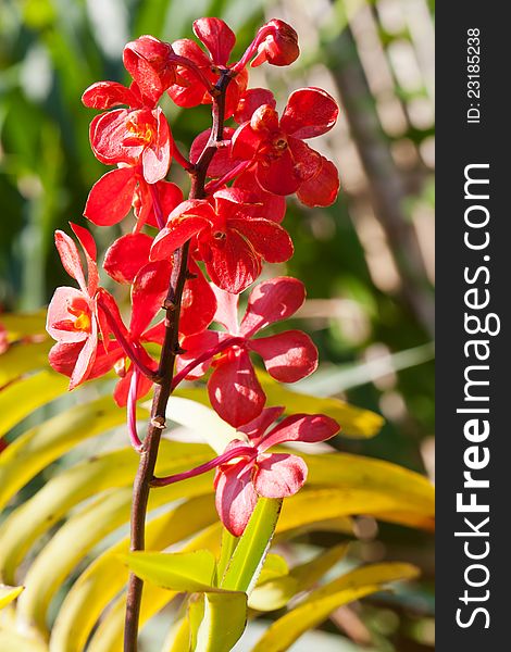 Branch of red orchids against a background of exotic garden. Branch of red orchids against a background of exotic garden