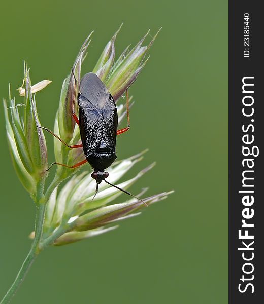 Mirid bug Deraeocoris ruber (black form). Mirid bug Deraeocoris ruber (black form).