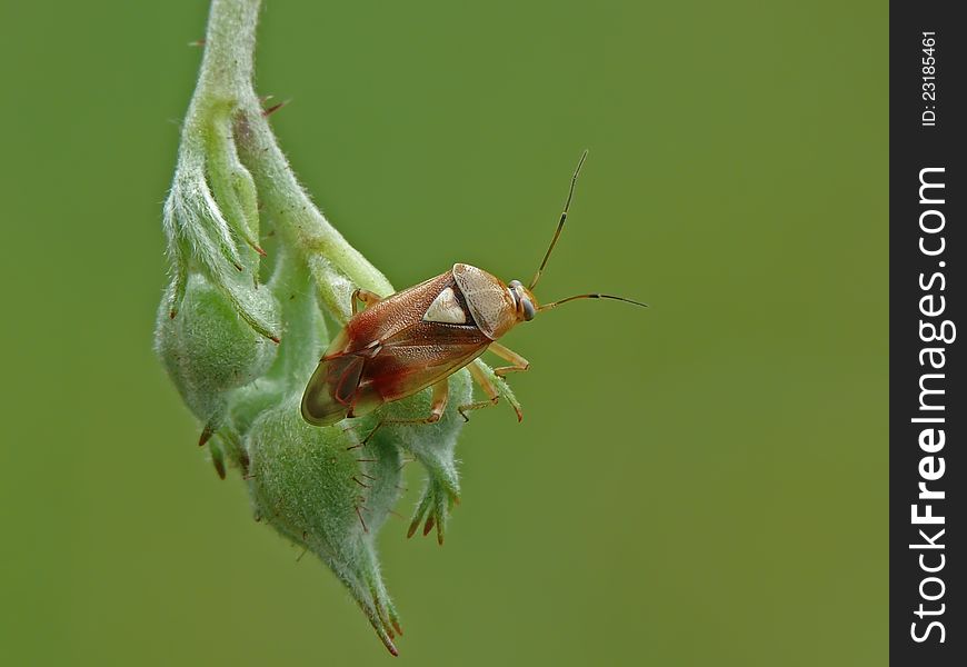 Grass bug Lygus pratensis on a flower.