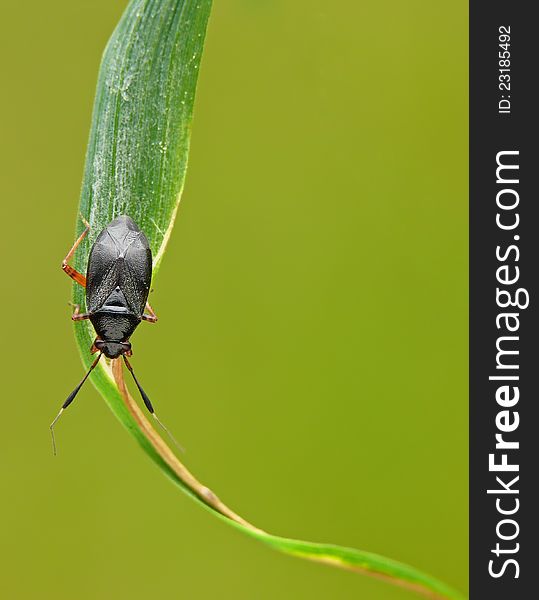 Mirid bug Capsus ater on a leaf. Mirid bug Capsus ater on a leaf.