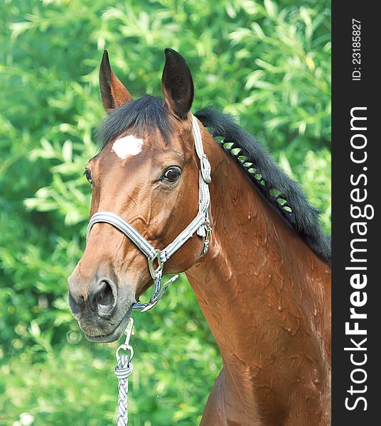 Portrait of cute bronze mare outdoor sunny day. Portrait of cute bronze mare outdoor sunny day