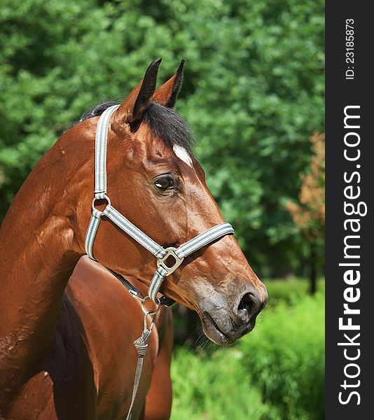Portrait of cute bronze mare outdoor sunny day. Portrait of cute bronze mare outdoor sunny day