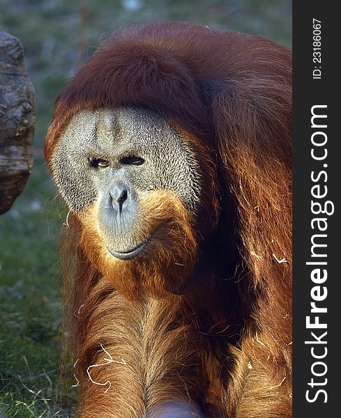 An orangutan in ZOO Prague