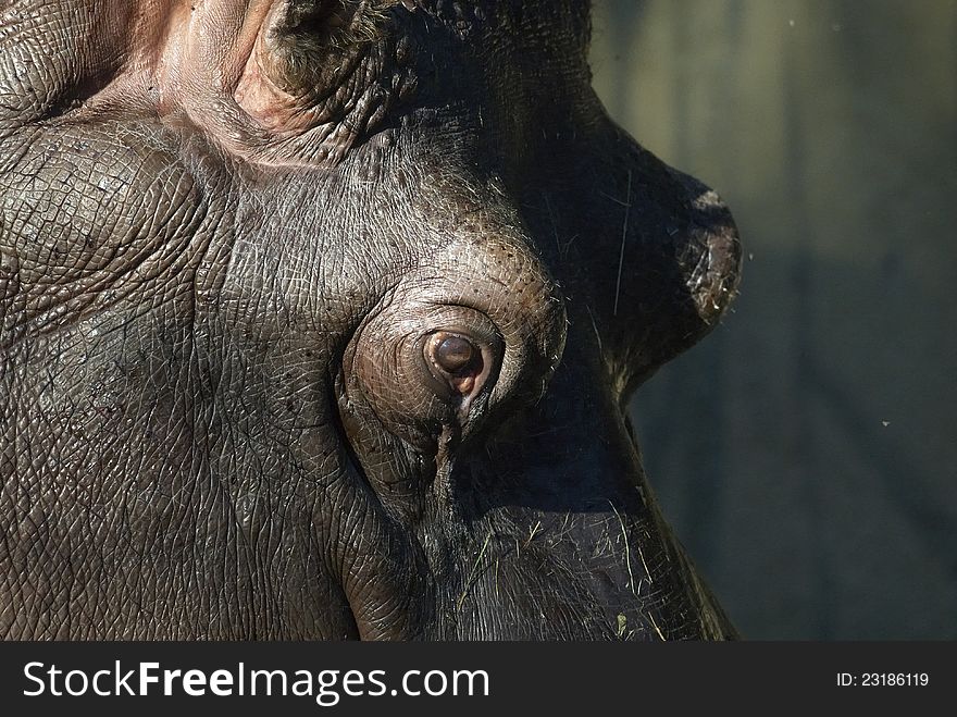 A hippopotamus in ZOO Prague