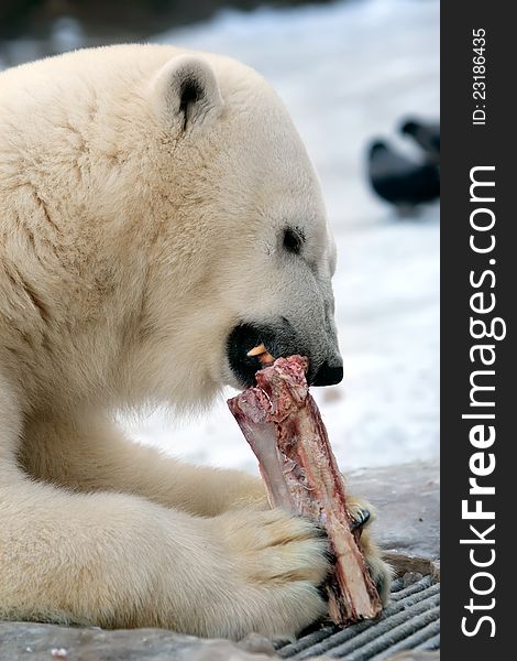A white polar bear gnaws a bone in a zoo. A white polar bear gnaws a bone in a zoo