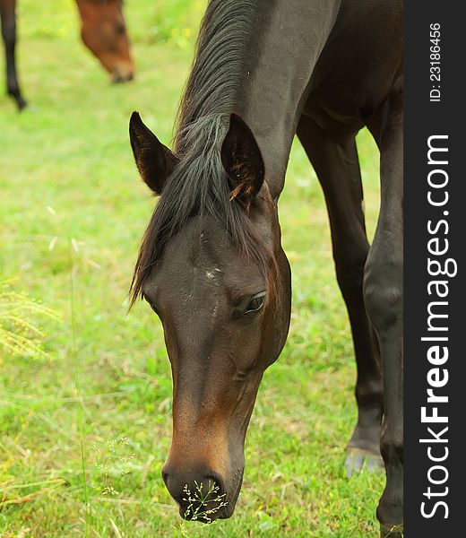 Portrait of  young trotter mare in field