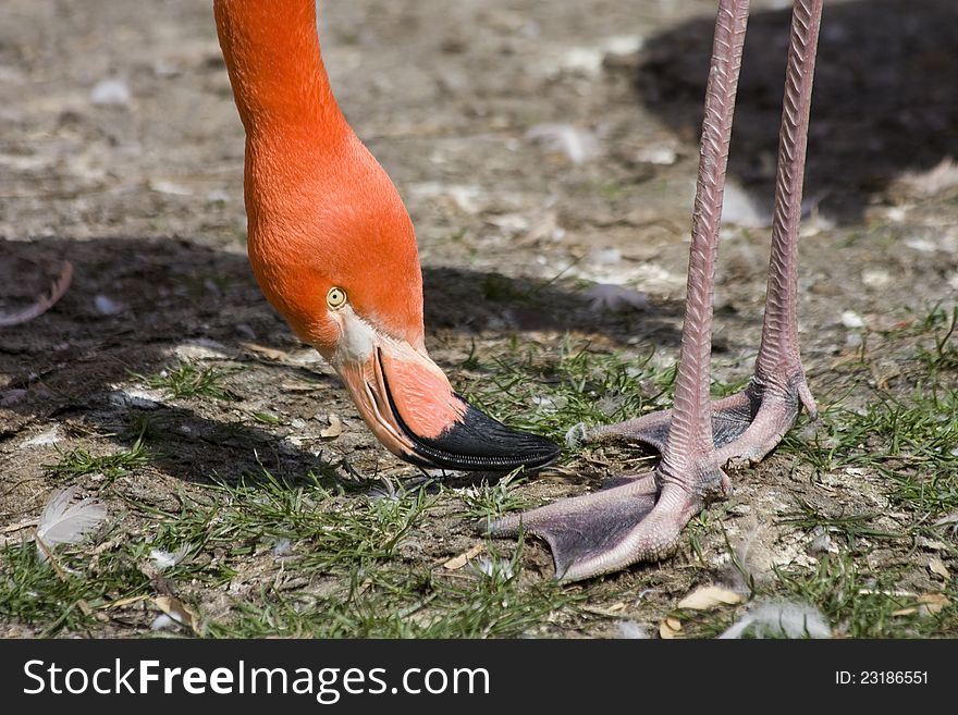 Red pelican