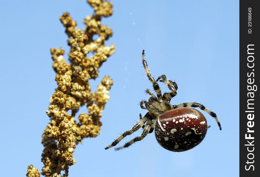 Spider lying in wait for the prey