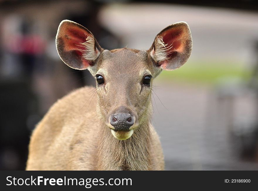 Sambar Deer in Khao Yai National Park