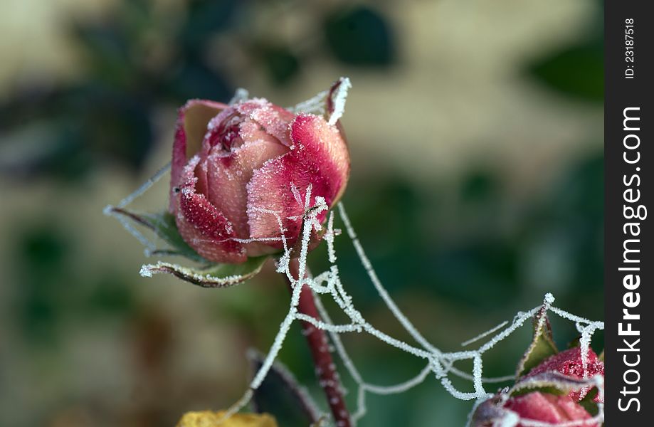 Frozen rose and spider web