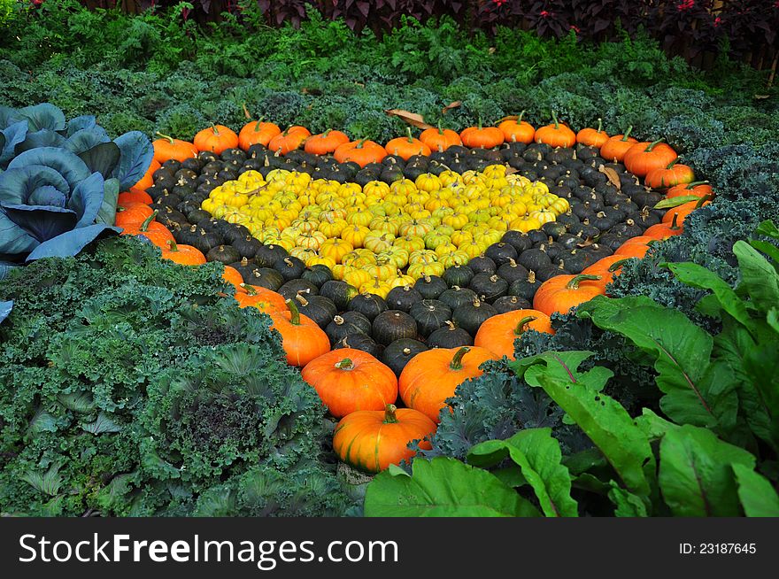 Heart shaped pumpkin growingin garden