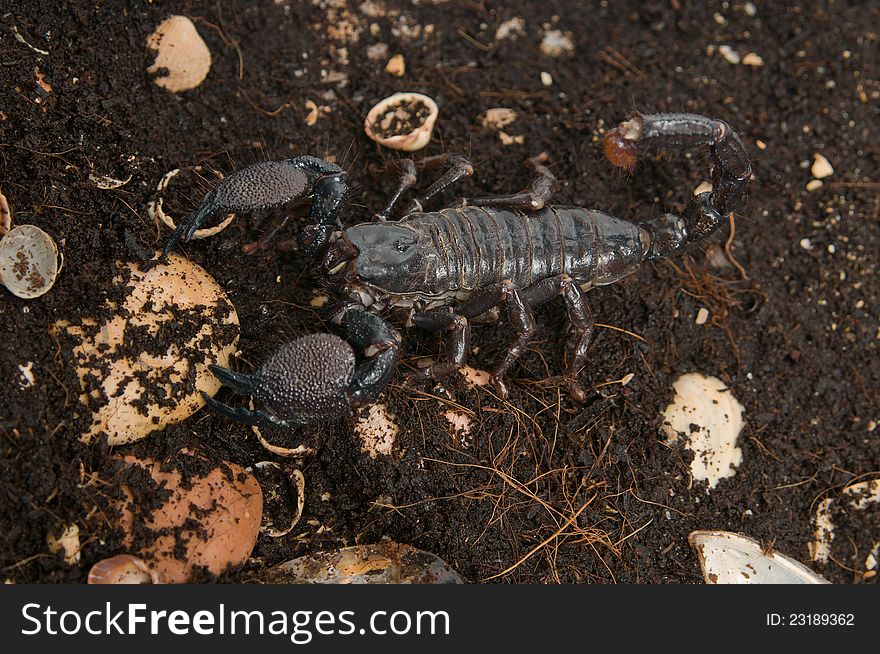 Black scorpion closeup on dirty ground