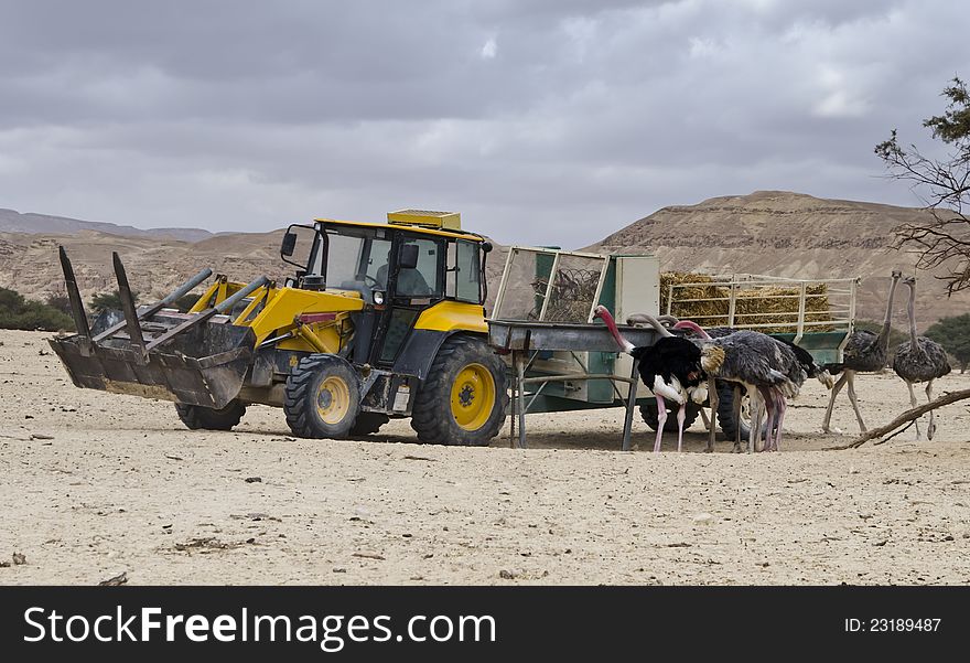 African Ostrich In Nature Reserve Hai Bar, Israel