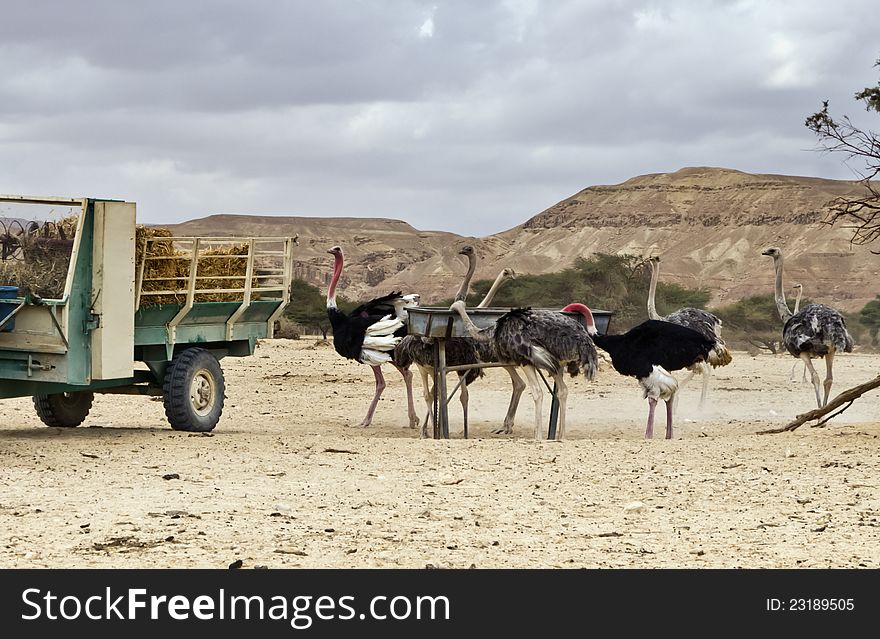 African ostrich &x28;Struthio camelus&x29; in Hai-Bar