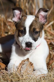 Cattle Dog / Boxer Hybrid Puppy Stock Photos