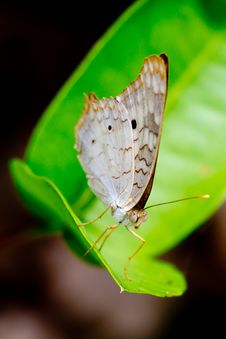 White Peacock Butterfly On Sunny Leaf. Stock Photos