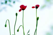 Red Poppies Royalty Free Stock Photos
