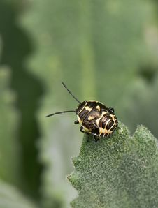 Shield Bug Royalty Free Stock Photography Shield Bug Royalty Free Stock Photography