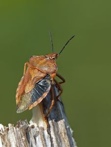 Shield Bug Royalty Free Stock Photos Shield Bug Royalty Free Stock Photos