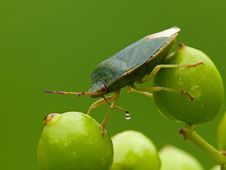 Green Shield Bug Royalty Free Stock Images Green Shield Bug Royalty Free Stock Images