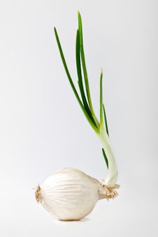 Onion On White Stock Photo Onion On White Stock Photo