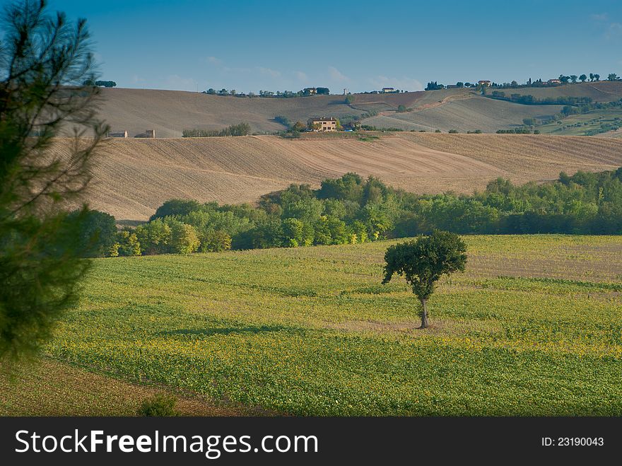 Panoramic sunset landscape fields in Italy and tree