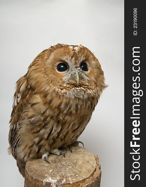 Brown Owl (Strix aluco) on wooden piece against white background and looking to the right top corner. Brown Owl (Strix aluco) on wooden piece against white background and looking to the right top corner