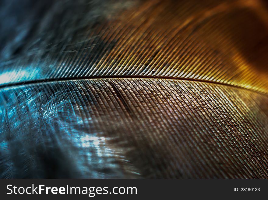 A doves feather after malting, show the unique two tone colours. A doves feather after malting, show the unique two tone colours