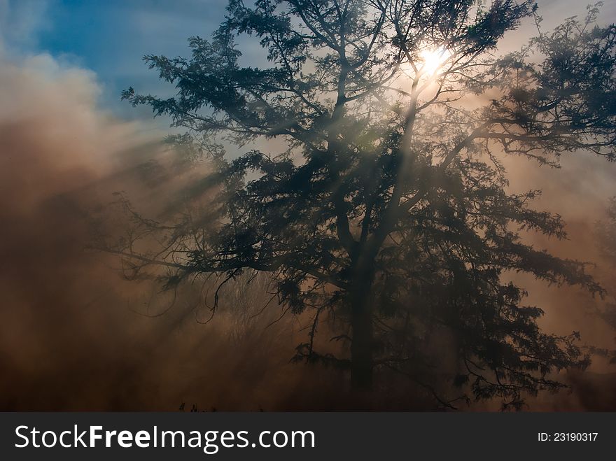 Grass bush fire with smoke rising into trees and sun rays shinning through branches. Grass bush fire with smoke rising into trees and sun rays shinning through branches