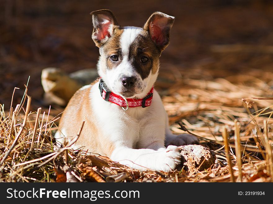 A hybrid canine mixed breed including cattle dog and boxer plays with a piece of wood among pine needles. A hybrid canine mixed breed including cattle dog and boxer plays with a piece of wood among pine needles.