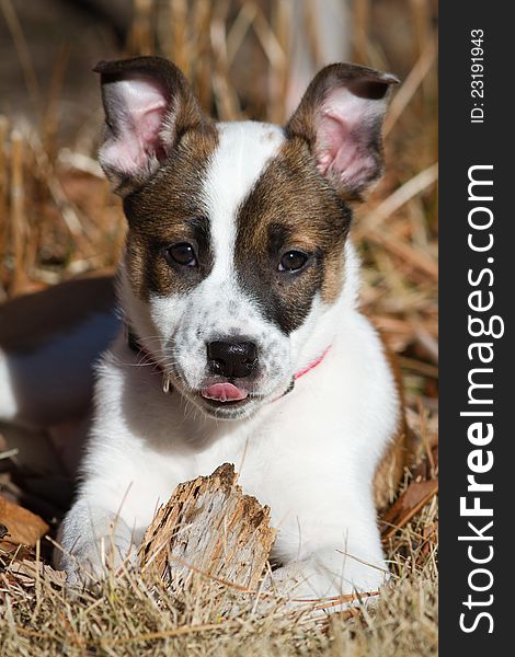 A hybrid canine mixed breed including cattle dog and boxer plays with a piece of wood among pine needles. A hybrid canine mixed breed including cattle dog and boxer plays with a piece of wood among pine needles.