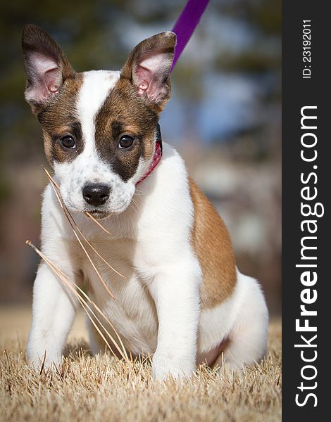 A hybrid canine mixed breed including cattle dog and boxer holds some pine needles in her mouth on a grass field. A hybrid canine mixed breed including cattle dog and boxer holds some pine needles in her mouth on a grass field.