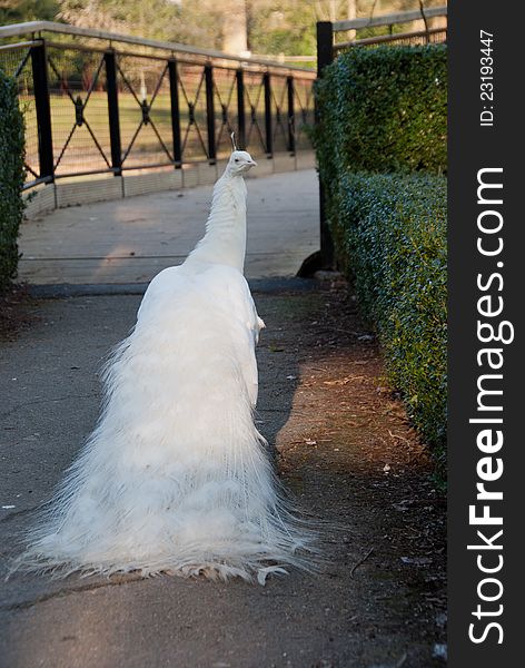 White peacock at Leeds Castle