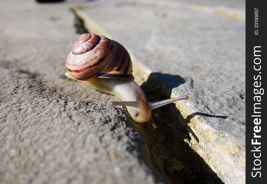 Snail in the sunlight on stone, trying to find shade