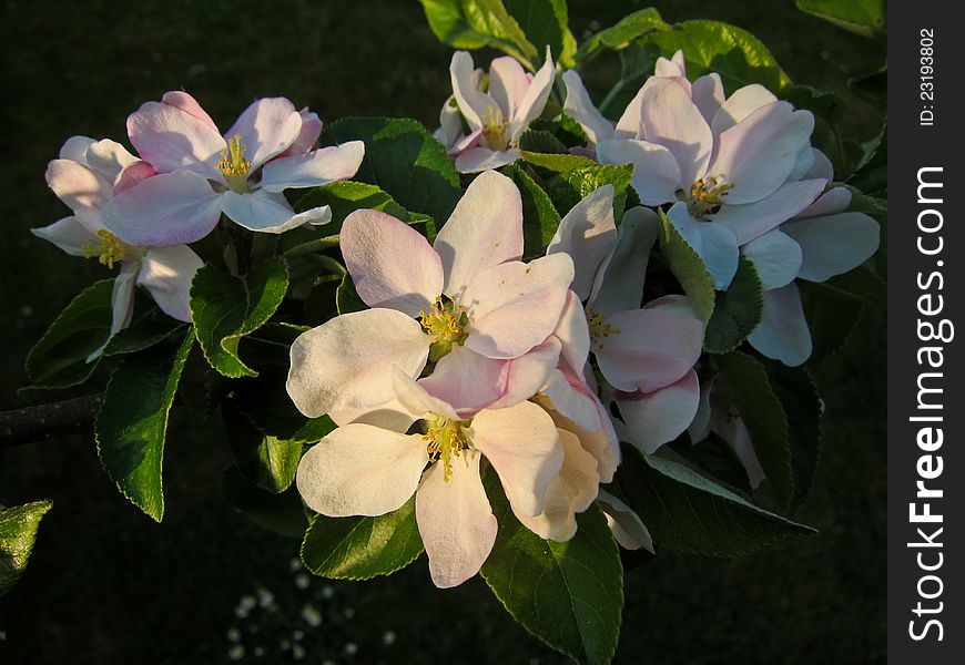 Pale pink apple blossom and green leaves in the evening sunlight. Pale pink apple blossom and green leaves in the evening sunlight