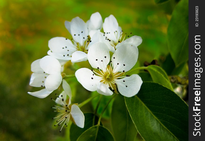 White pear blossom with green leaves against a green background. White pear blossom with green leaves against a green background