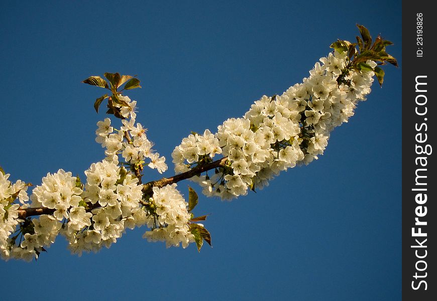White cherry blossom against a blue sky background. White cherry blossom against a blue sky background