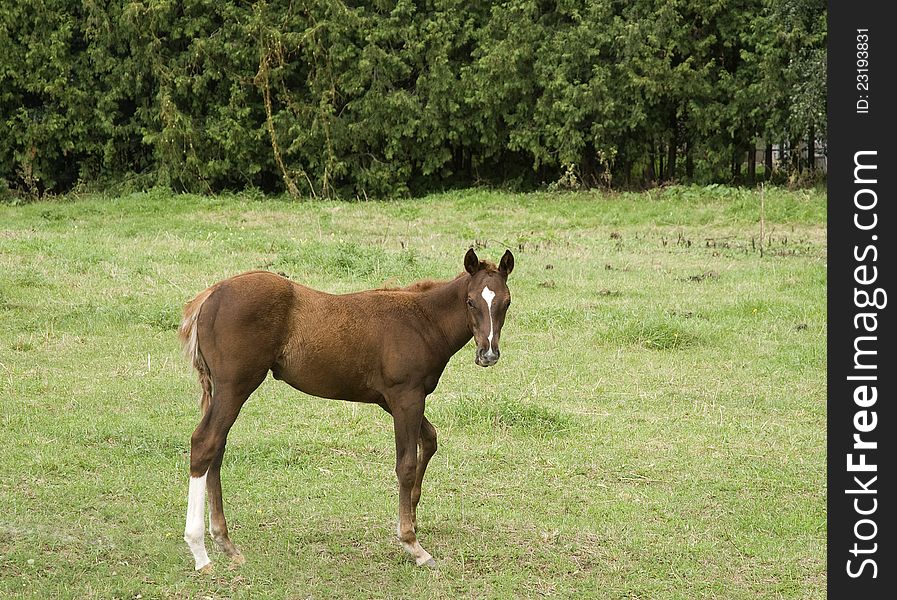 Horse outside enjoying early spring at the farm. Horse outside enjoying early spring at the farm