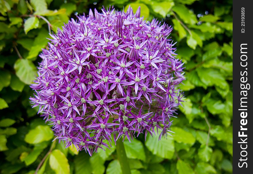 Purple Allium as a round ball  in full bloom