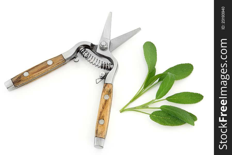 Sage herb and and gardening secateurs over white background. Salvia. Sage herb and and gardening secateurs over white background. Salvia.