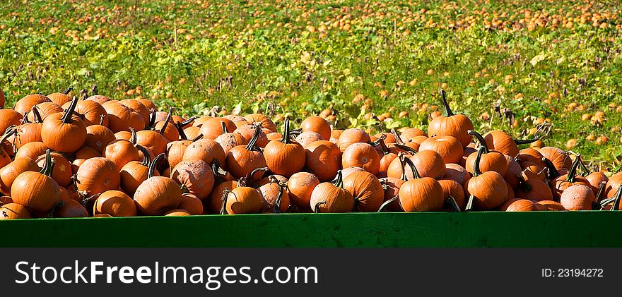 Picked Pumpkins On A Trailer