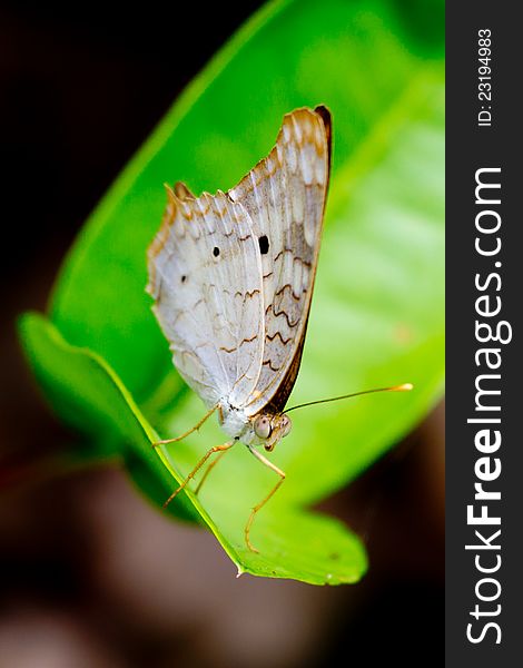 White peacock butterfly on sunny leaf.