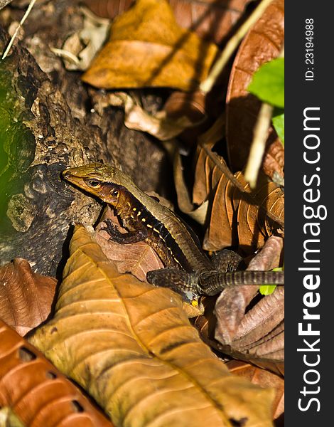 Delicate Whiptail Lizard In Panama Rainforest.